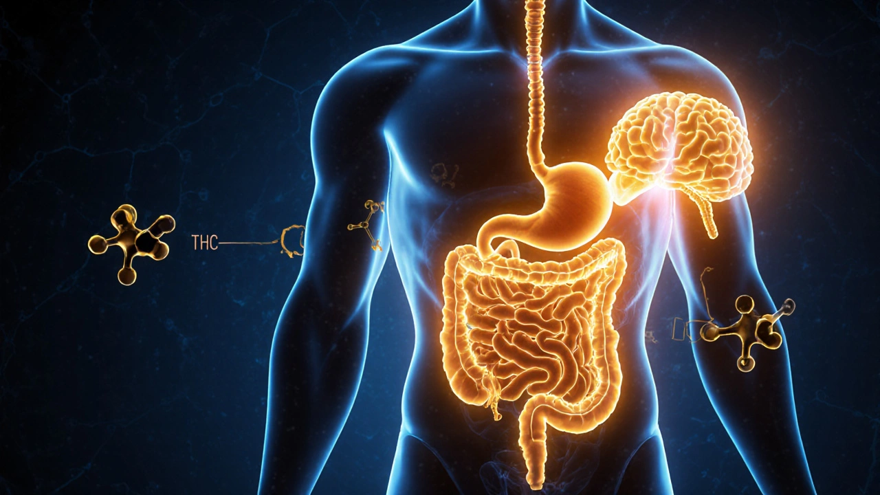 Abstraktní znázornění trávicího systému s THC přeměňovaným v játrech na silnější metabolit, který vstupuje do mozku.