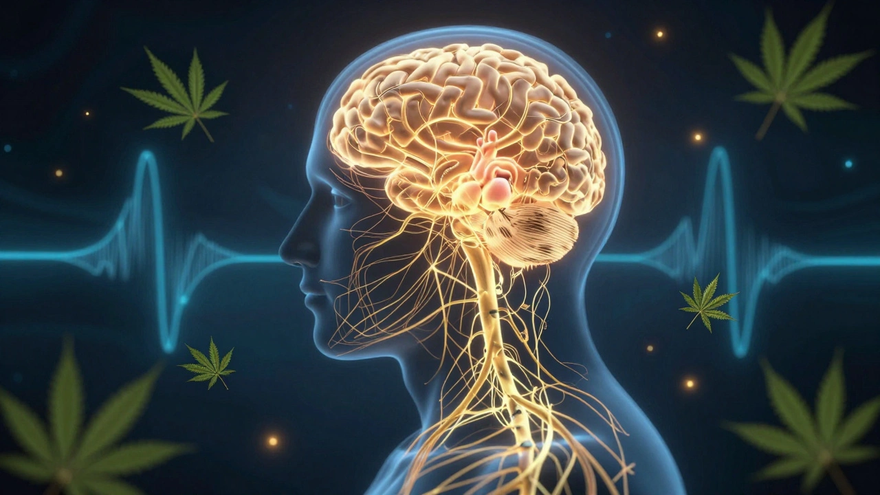 Glowing CBD cesty v lidském těle spojující mozek a srdce s listy konopí.