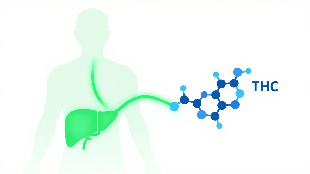 Schéma metabolismu THC v těle s důrazem na játra a chemické změny